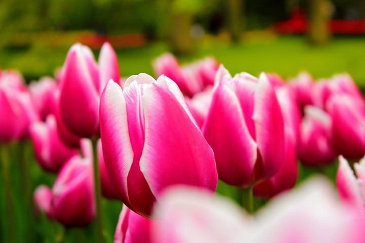 Tulip