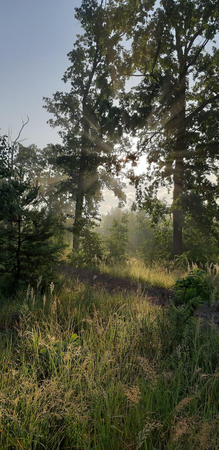 Sun rays