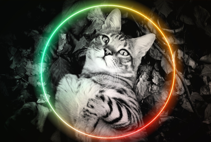 BlackWhite Cat