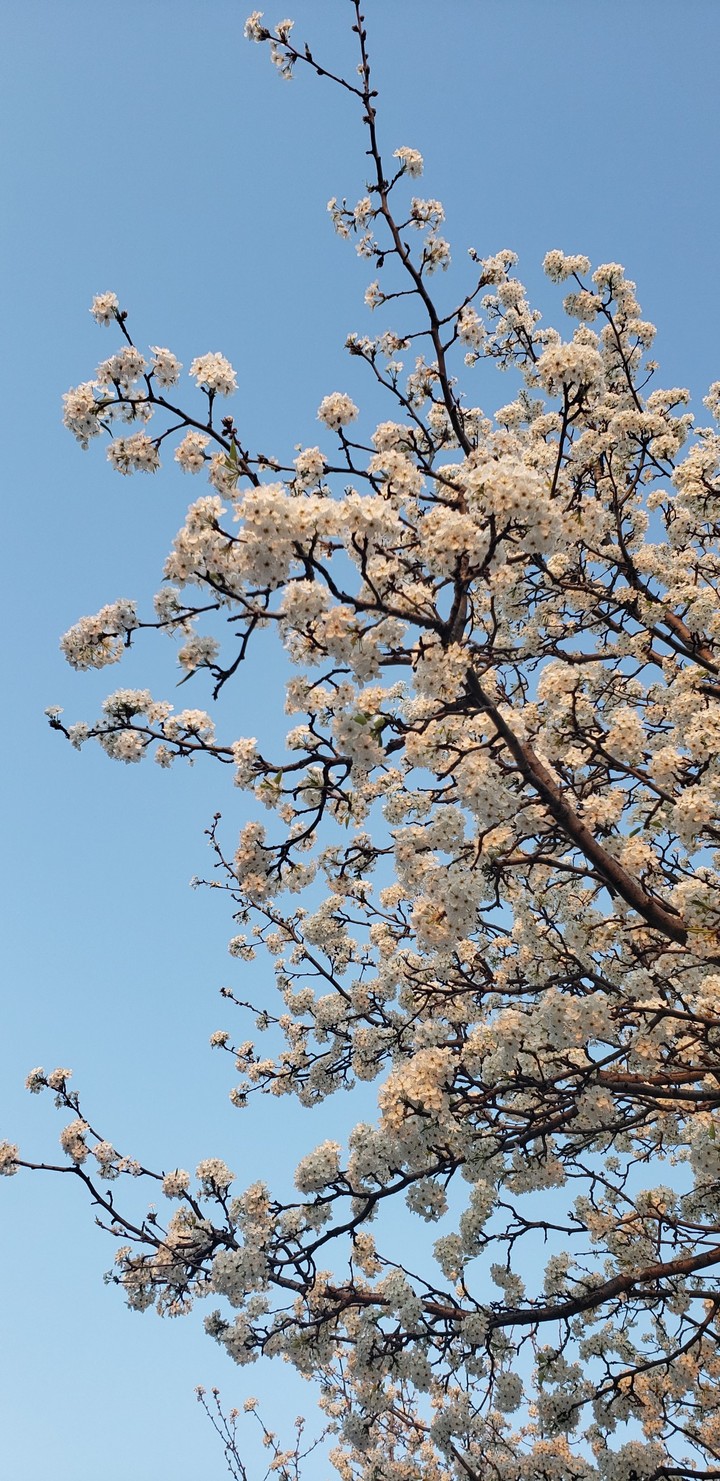 Spring Tree