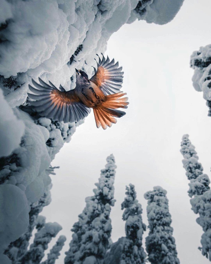 Bird