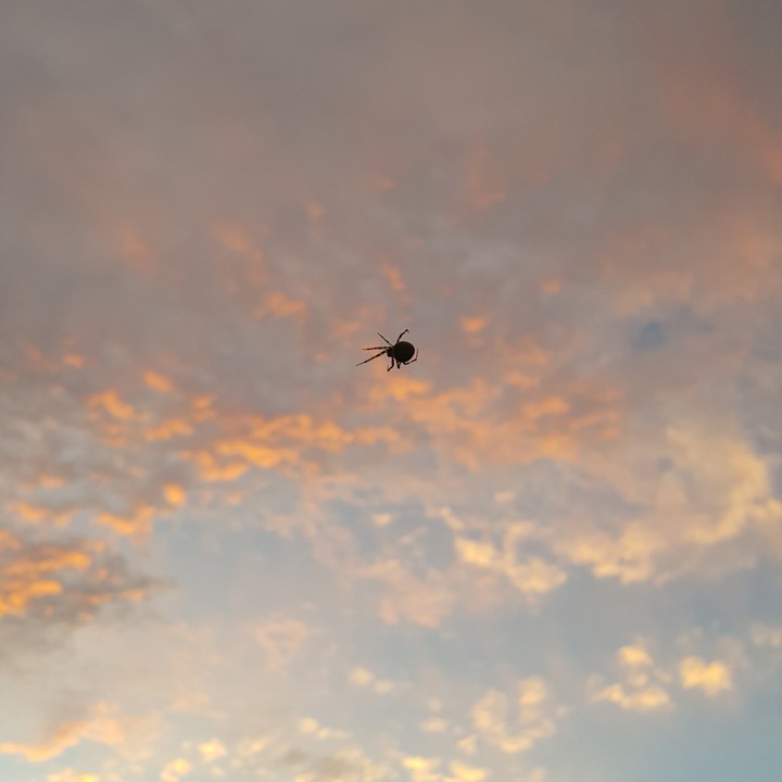 Flying spider