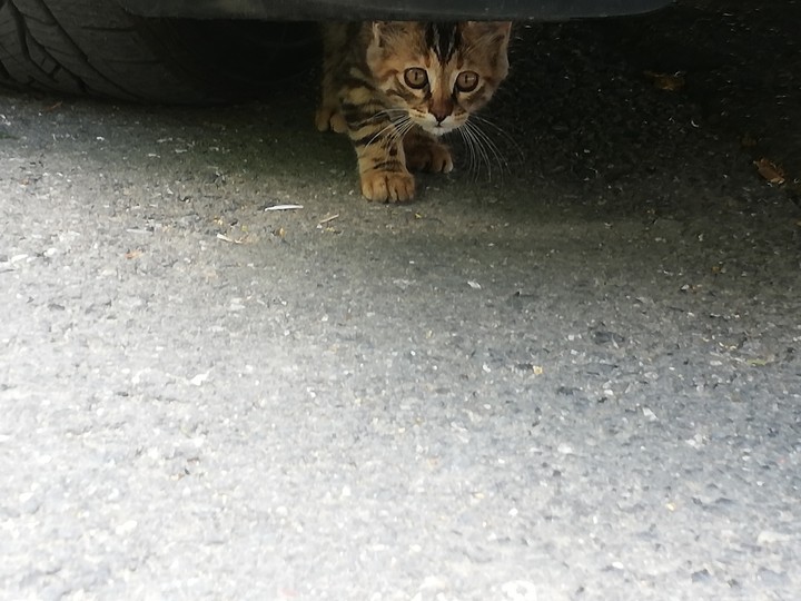 kedi