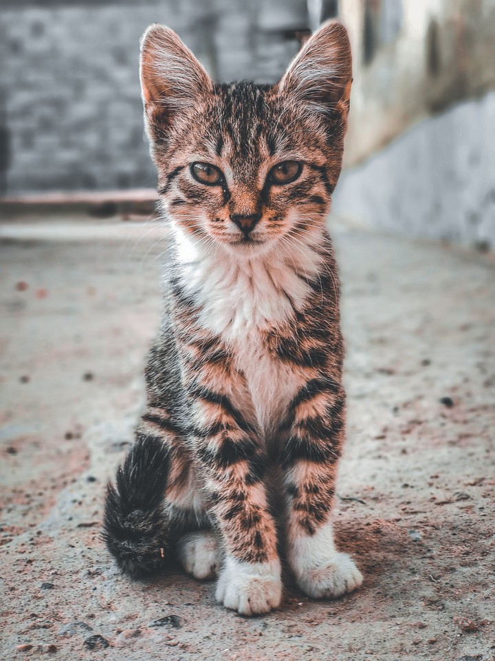 Кот соседа