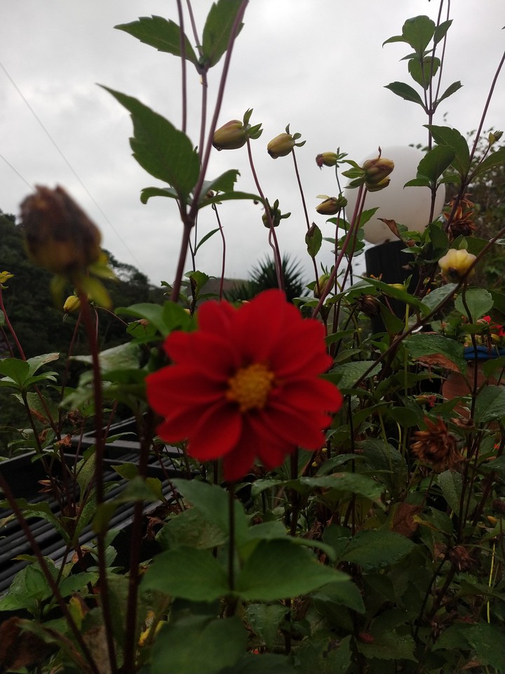 flores recanto dos reis Ipatinga MG