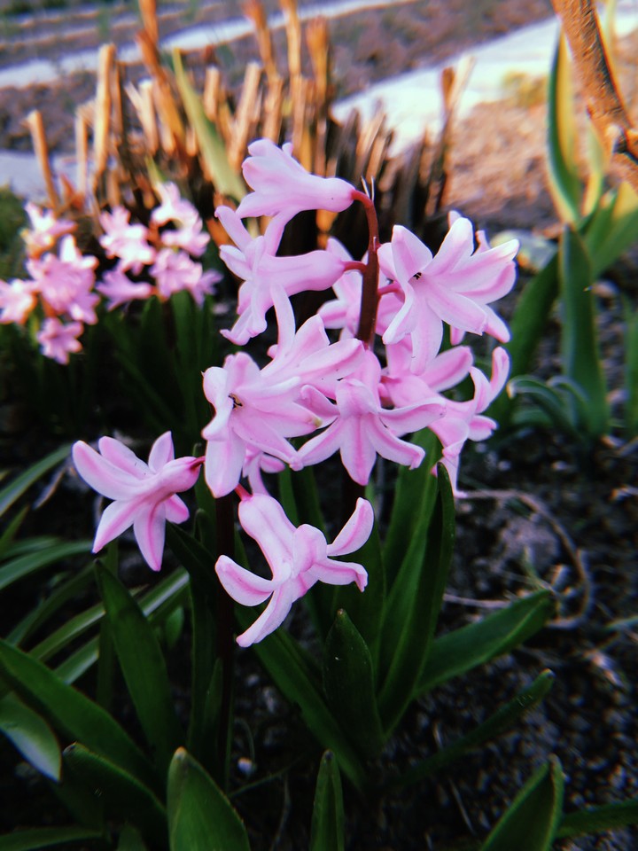 Pink Flower 