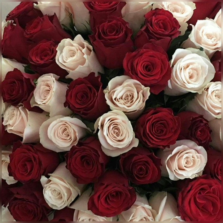 Red Rose Is A Falcon And The White Rose Is A Dove.❤