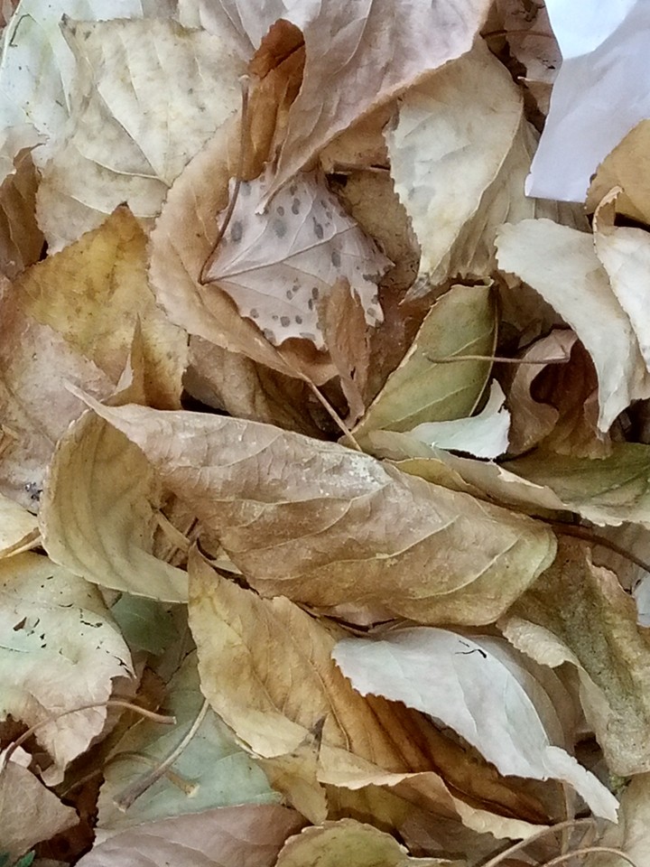 Autumn