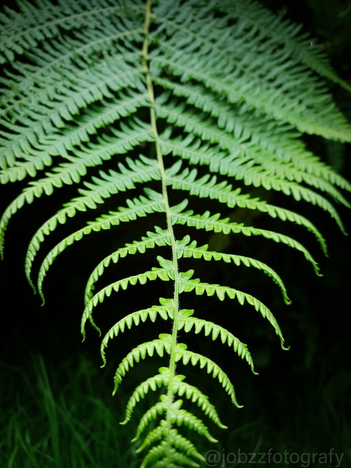 #green
