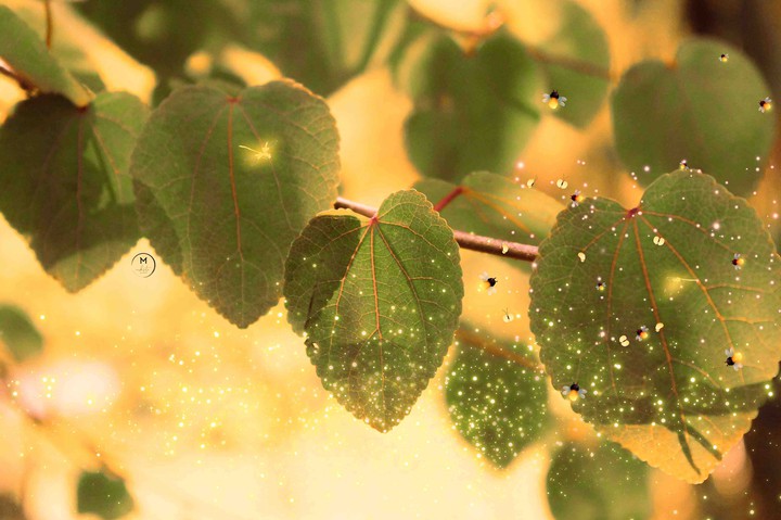 Spring