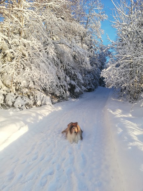 тапети slope, snow