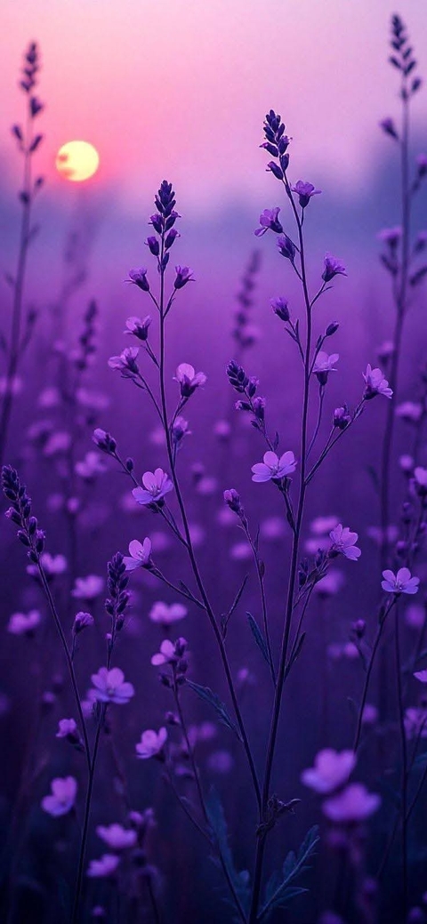 flower, dusk wallpapers