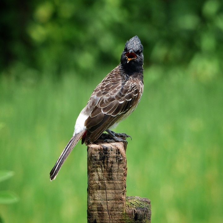 Red Vented Bulbul