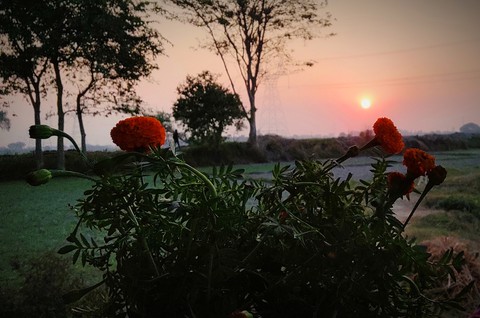 Sunset with Marigold