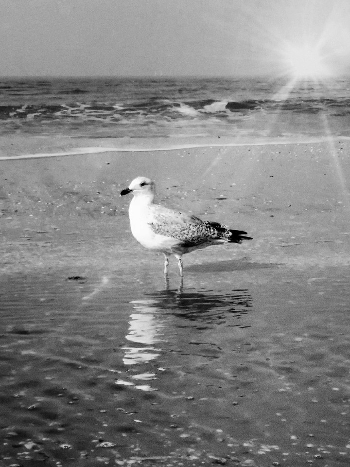 seagull
