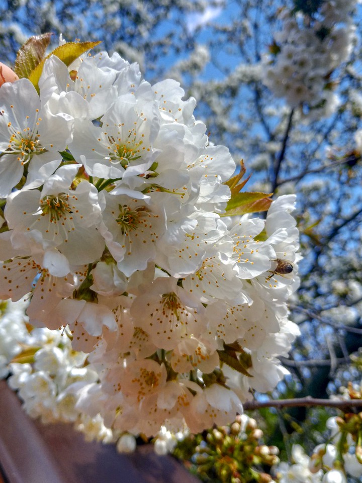 spring