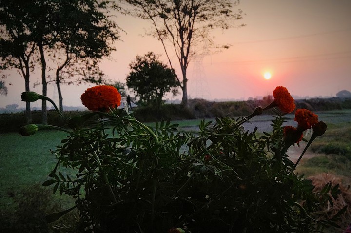 Sunset with Marigold