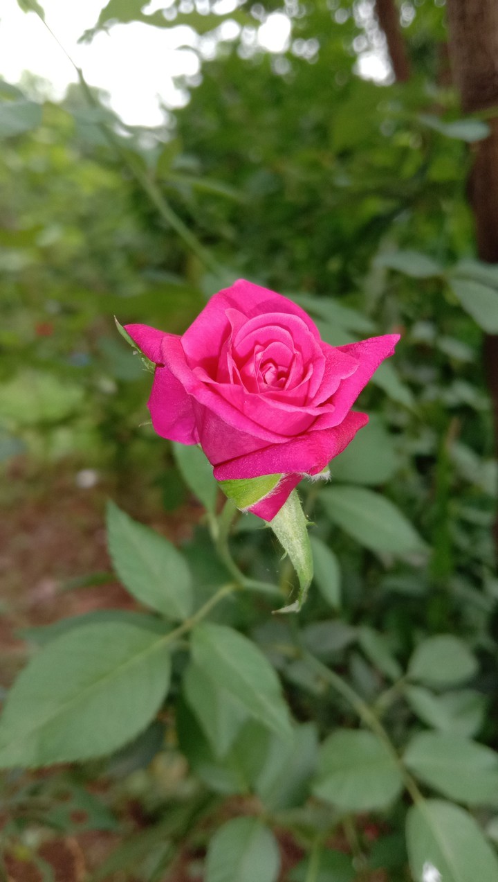 pink rose