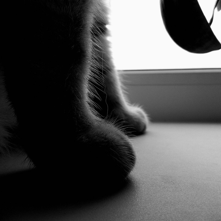 cats, I love you