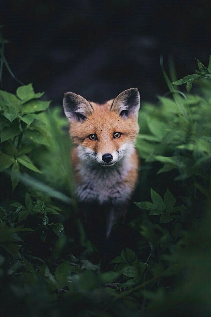 Fox