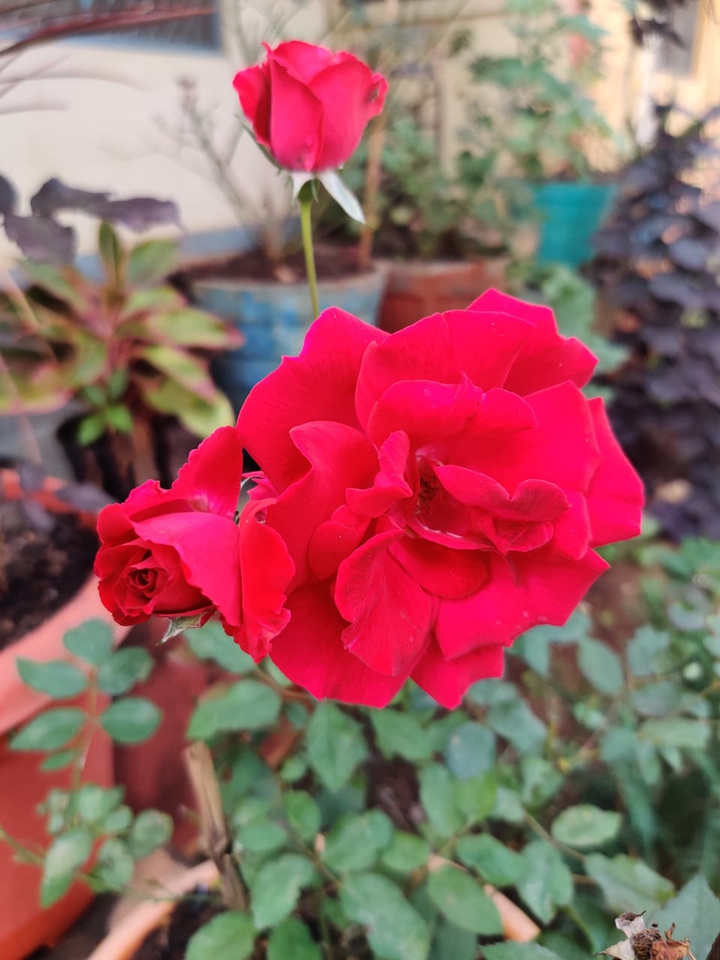 @Roses
