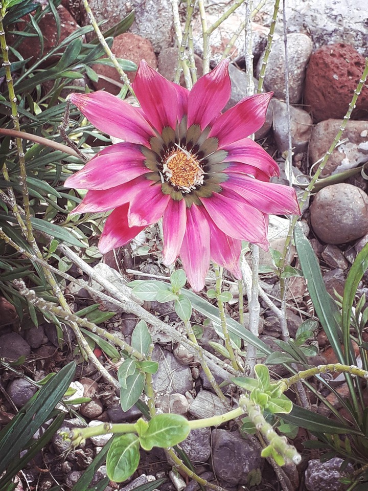 La naturaleza