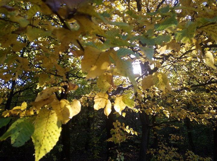 autumn