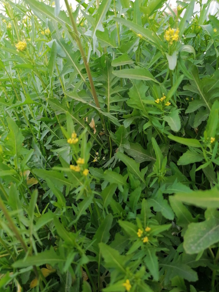 my garden