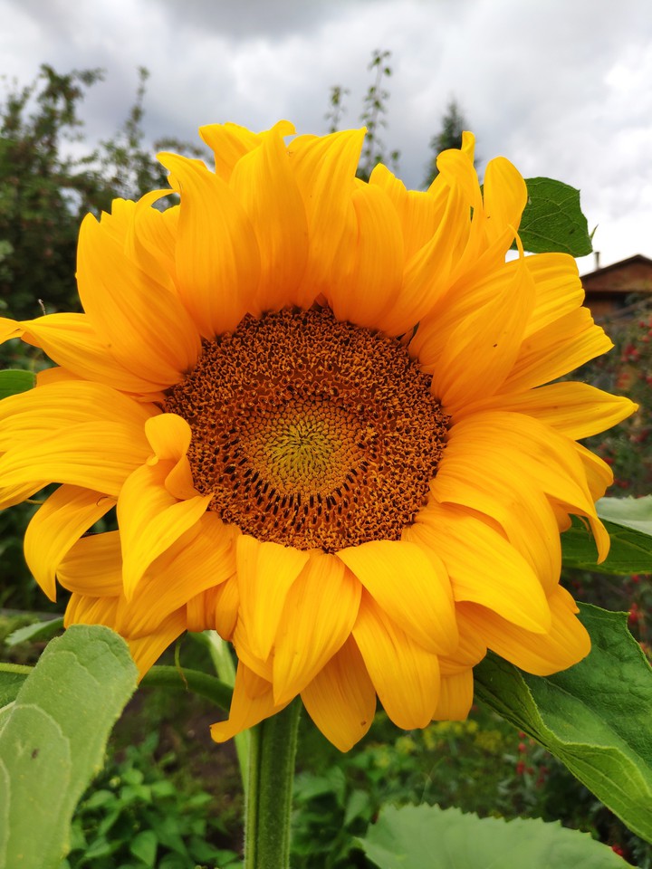 sunflower