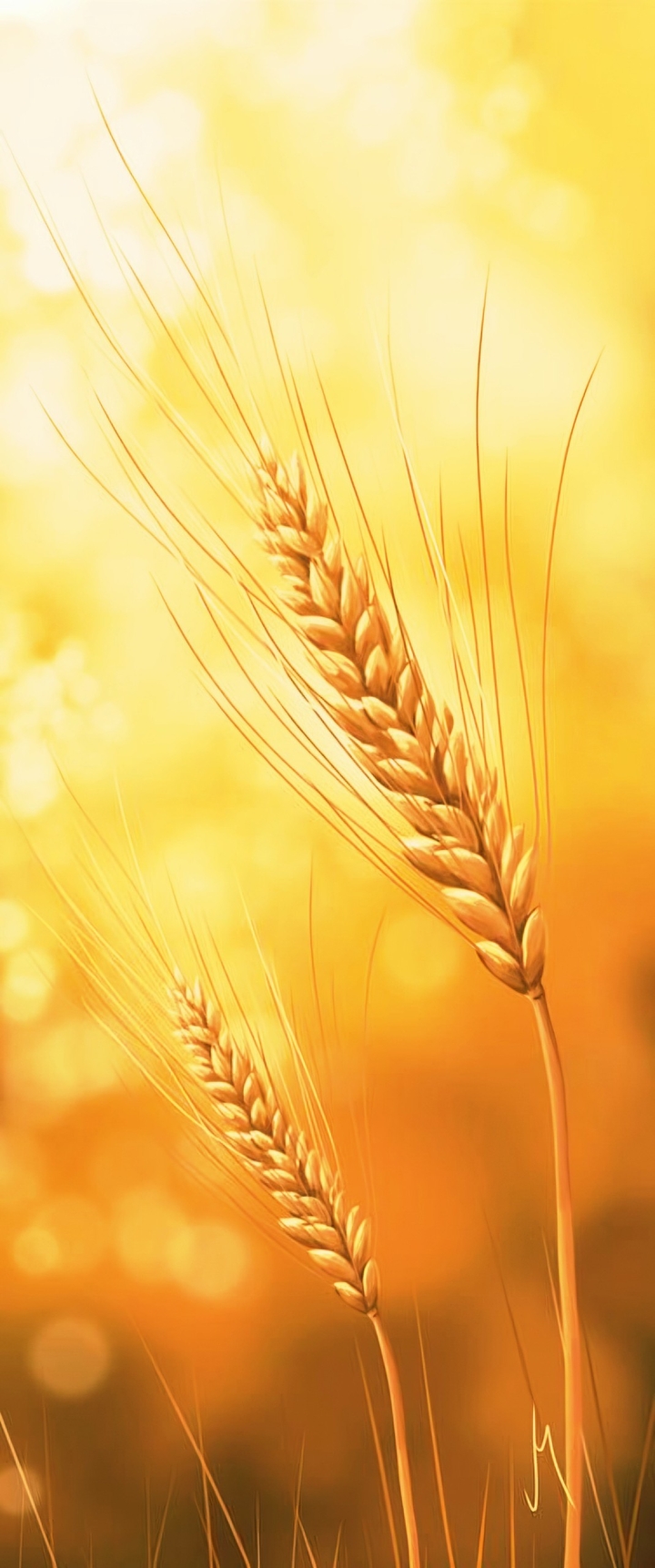 רקעים shine, harvest