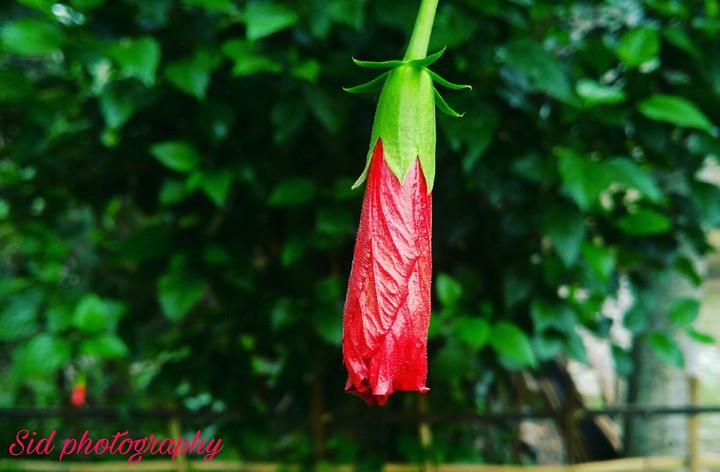 Naturally beautiful flower