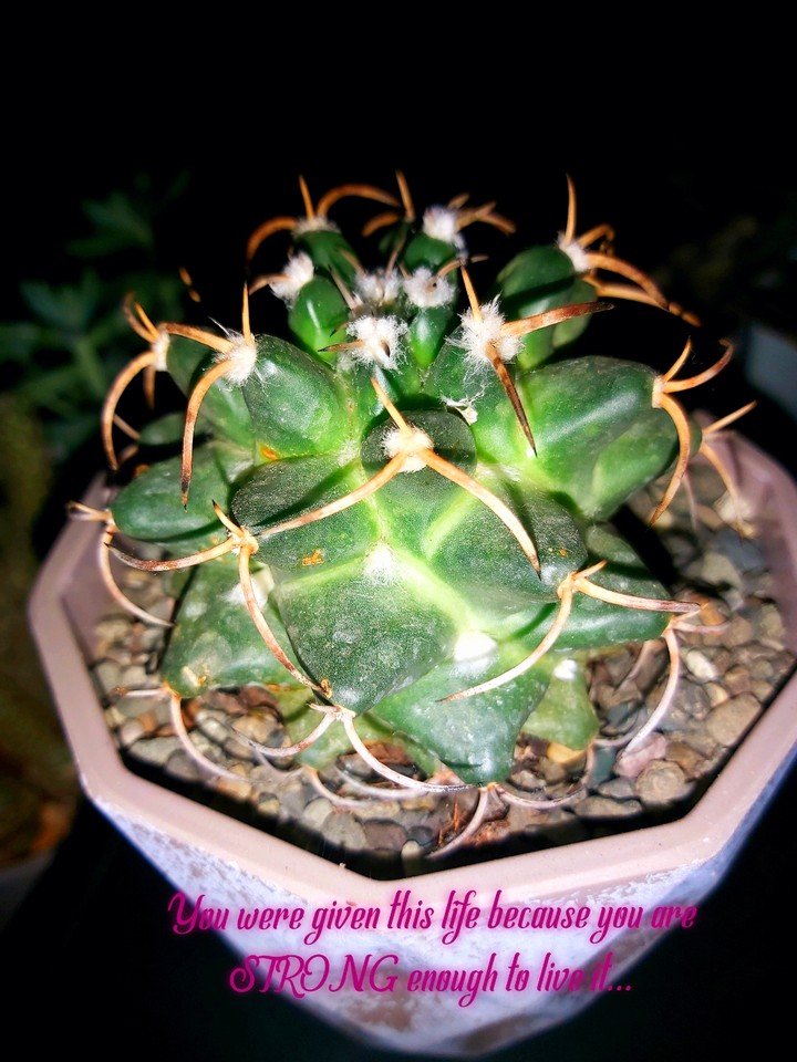 thorns