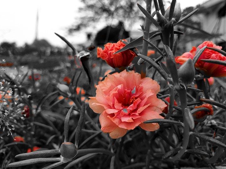 flowers ans buds