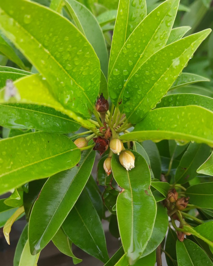 i can't  forget  to do photography  after rain