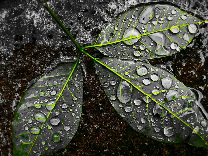 Earth