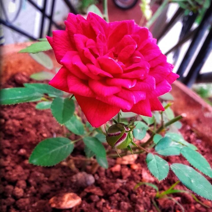 Rose
