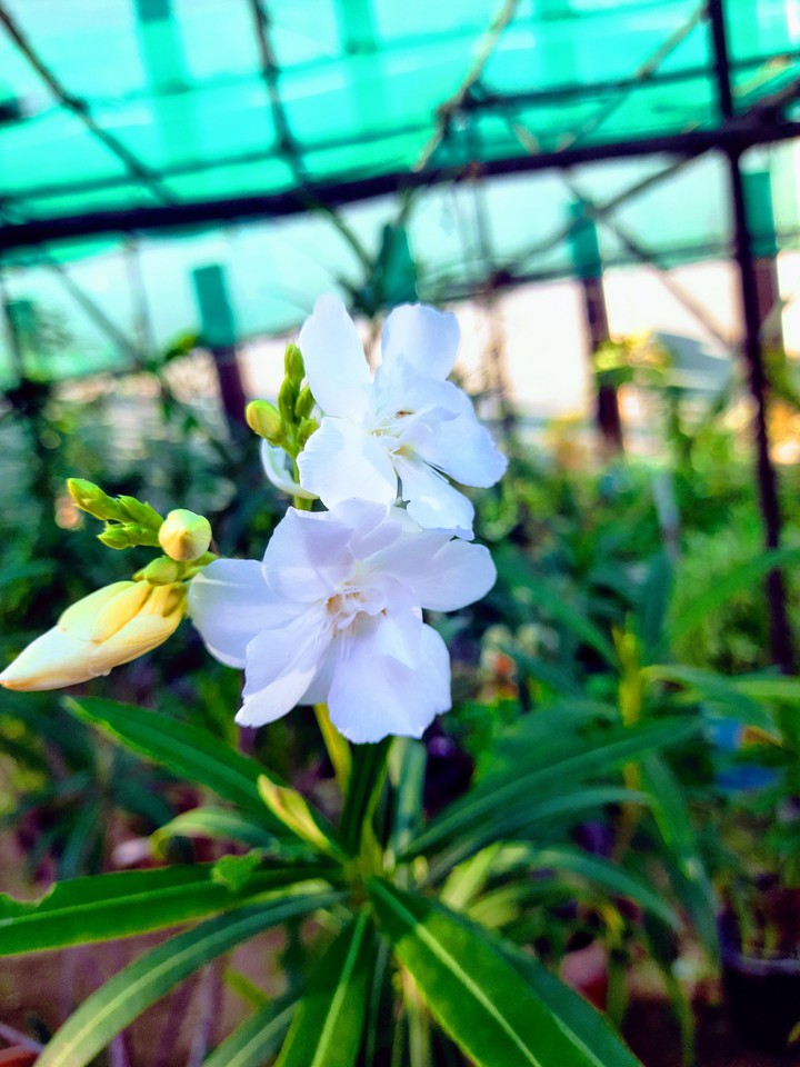 White flowers