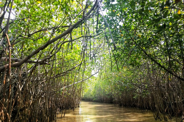wild mangroves...