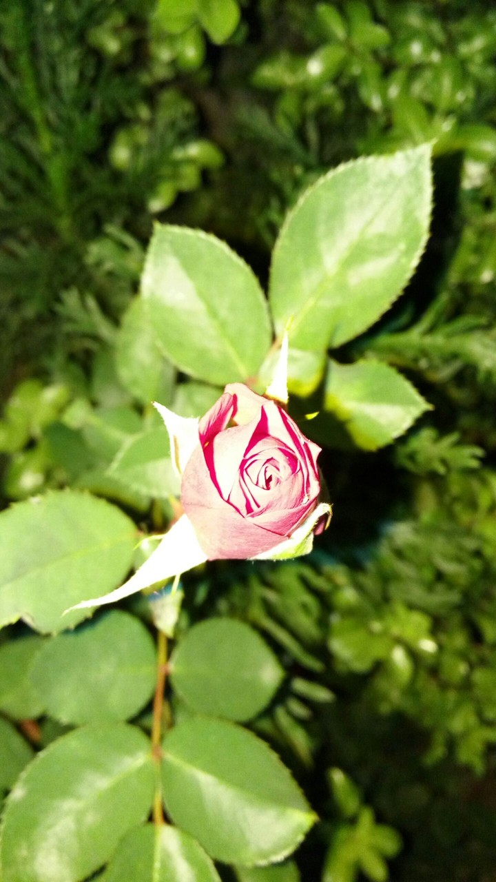 Rosa hermosa