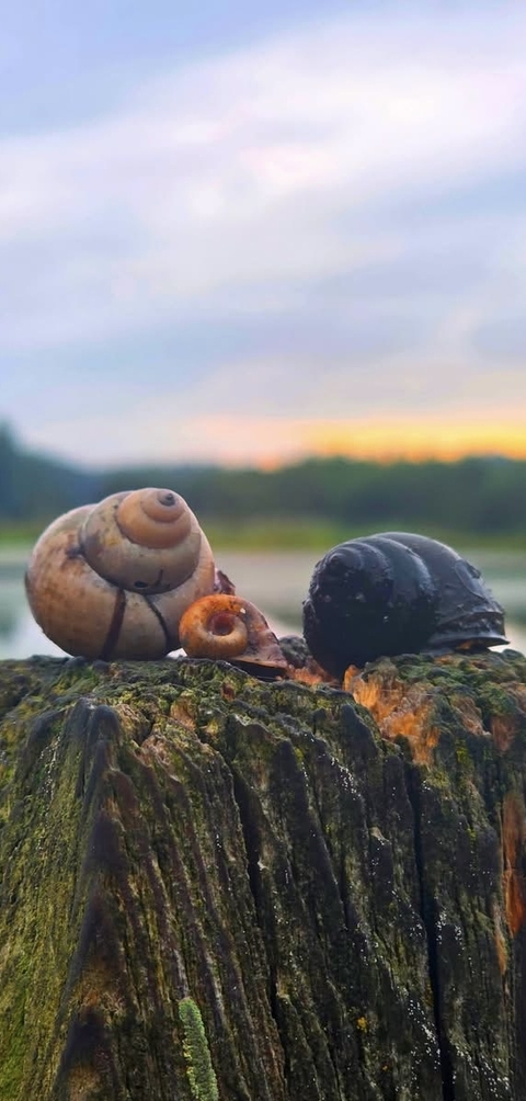 Snails