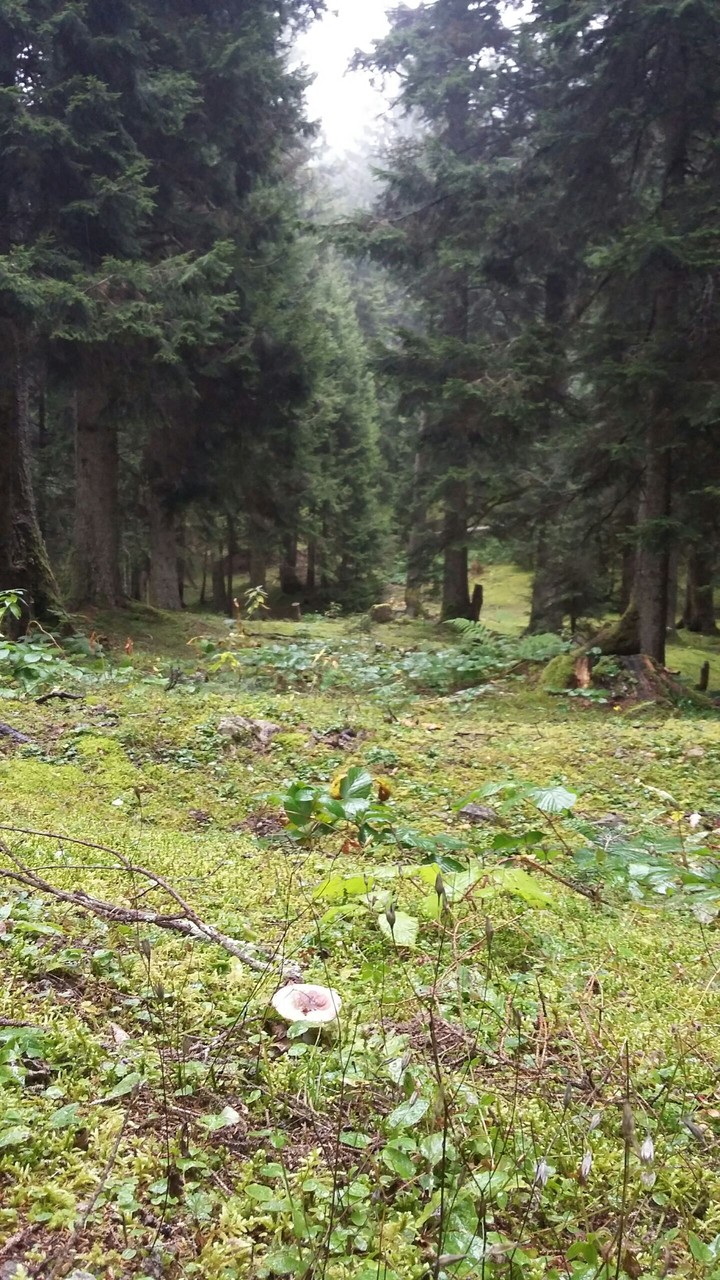 Woodland
