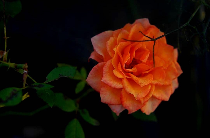 Rose