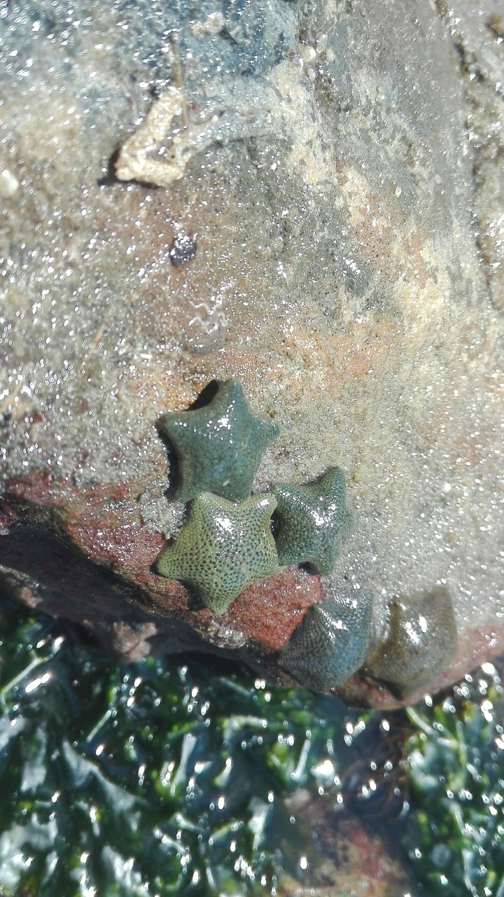 Cushion sea stars