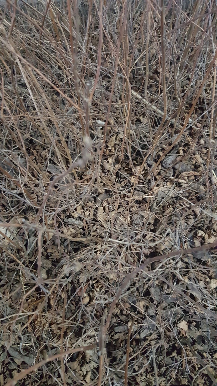 ?가시덤불?