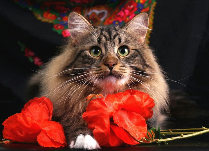 Cat ✴_✴...♥