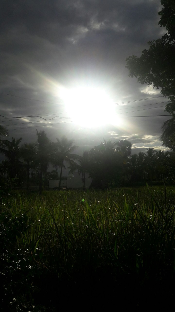early morning on my field