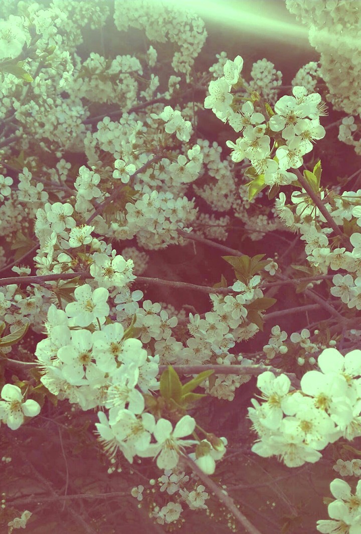 spring