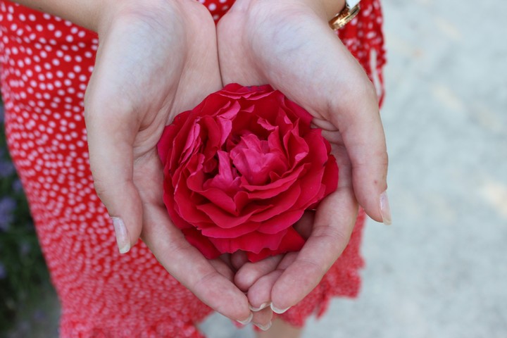 Rose
