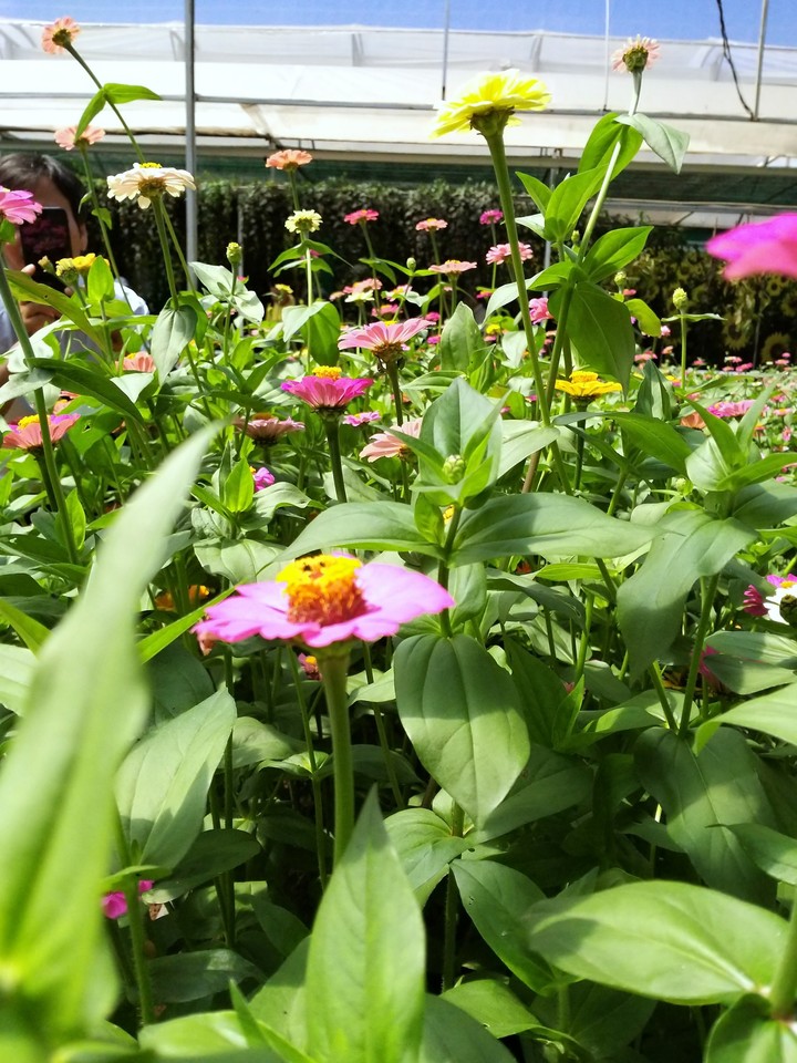 flower