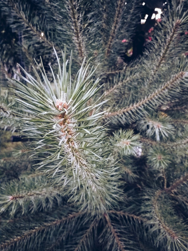 forest